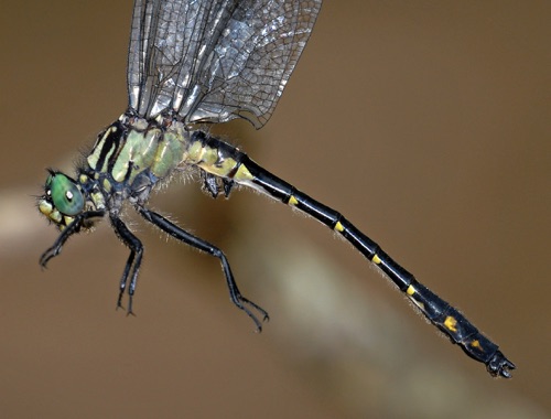 Male
2008_05_22_Oconee_SC_Rabun_GA